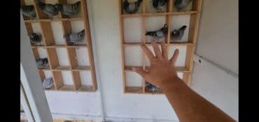 Geyimlər: Məhsul: Göyərçin yuvası/volyer (daşına bilən mini quşxana) uzunu — 2