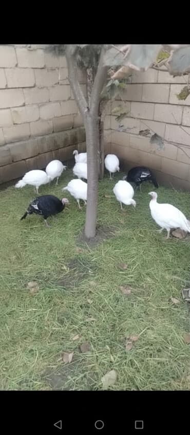 3 toyuq 3 gune 3 yumurta: Dişi, Kanada, Damazlıq, Ödənişli çatdırılma — 3