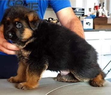 Pişiklər: Alman çoban iti, 2 ay, Erkek, Peyvəndli, Ödənişli çatdırılma — 1