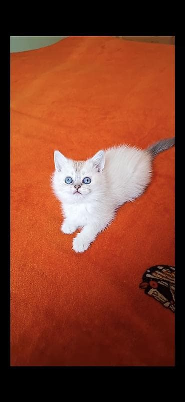 anqor pişik: Şotland yastı qulaq — 1