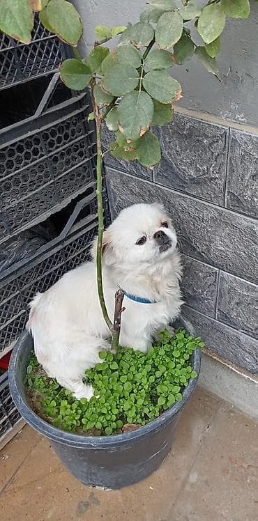 tap az pitbull: Pekines, 3 il, Dişi — 1