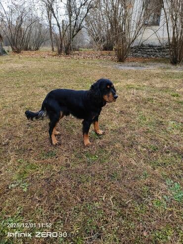 Кокер спаниель, 9 месяцев — 5