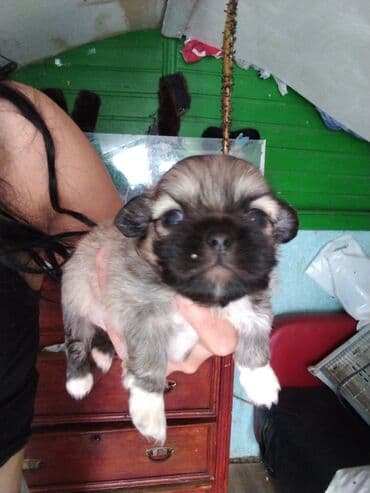 heyvanlara verilen xususi adlar: Balaca, oyuncaq ölçülü balalar – qısa burunlu, iri, parlaq gözlü və — 3