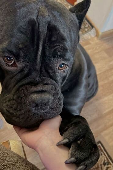 купить щенка чау чау: Kane-Korso, 2 ay, Erkek, Peyvəndli, Ödənişli çatdırılma — 2