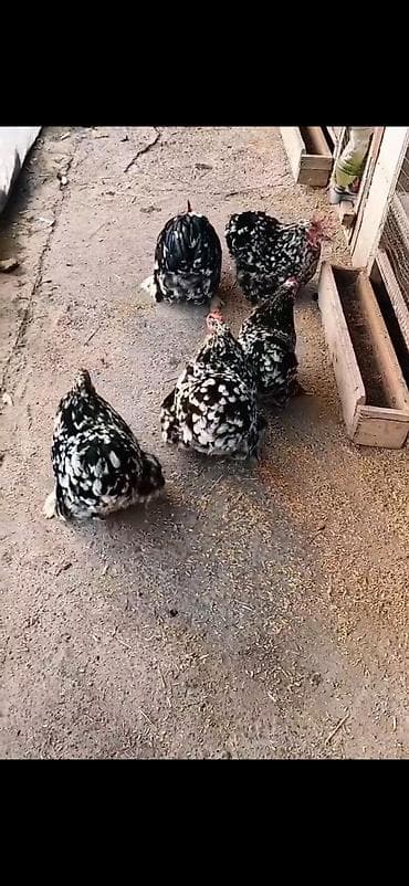 broyler yemi qiymeti: Toyuq, Damazlıq — 1