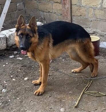 ingilis setteri it cinsinin adı: Alman çoban iti, Erkek — 3