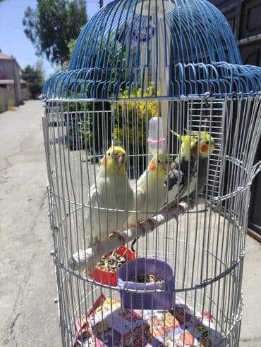 hələb kecilərin qiyməti: Korella Karella tutuqusu papuqay sevgi quşu nerazlucnik valnist 14 — 23