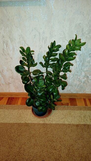 ucuz gül buketi: Bu otaq bitkisi hər hansı bir interyerə təravət və canlılıq bəxş edə — 1