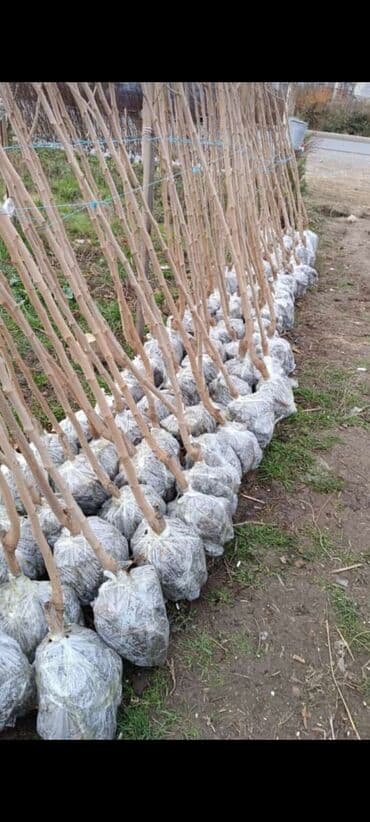 Ağaclar satılır — 1