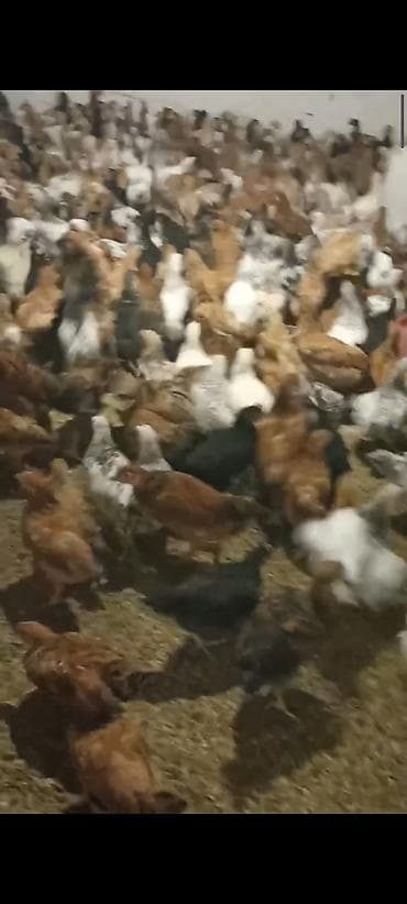 toyuğu: Toyuq, Damazlıq — 1