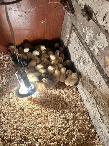 toyuq cuceler: Toyuq cücələri, Ətlik, Ödənişli çatdırılma — 4