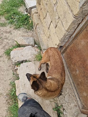 pişik balası verirem: Belçika çoban iti, 1 il, Dişi, Peyvəndli, Ünvandan götürmə — 4