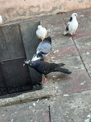 енот в баку купить: Cil eni quyruq erkekdi unvan sabuncu — 2