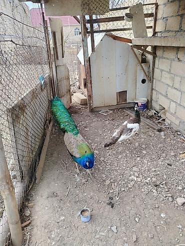 heyvanlar quşlar: Tovuz quşlari saglam heyvanlardir boyukler 4 illikdir cutu. 550 azn — 4