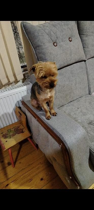 Yorkşir teryer, Erkek