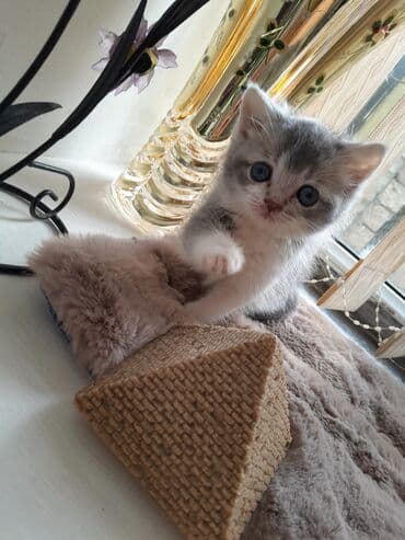 ag pişik: Britan — 7