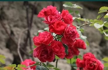 diplomat canta: Torpaq satılır asvalt yolun qırağı, məktəbə tam yaxın.işıq,su,internet — 3