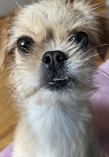 ev heyvan: 3 il, Dişi, Peyvəndli, Ünvandan götürmə — 2