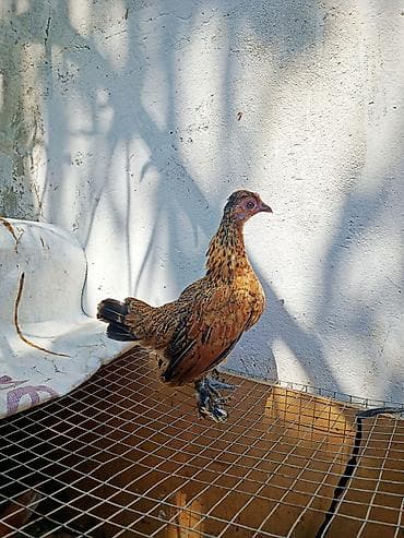 bulbul quşu satışı: Toyuq, Damazlıq — 2