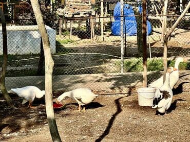 qarabağ atı qiyməti: 🦆 🦢 ördək və qaz satılır! ✅ tam sağlam, ev şəraitində bəslənmiş — 6