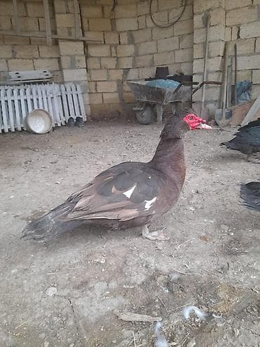 kayuqa ordek: Lal ördəklər satılır. Qiyməti razılaşma yolu ilə — 6