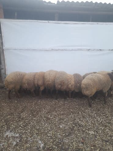 Inəklər, öküzlər: Məhsul: erkək toğlular 9 toğlu 1 qoç Təsvir: - Şəkillərdə eyni dam — 2