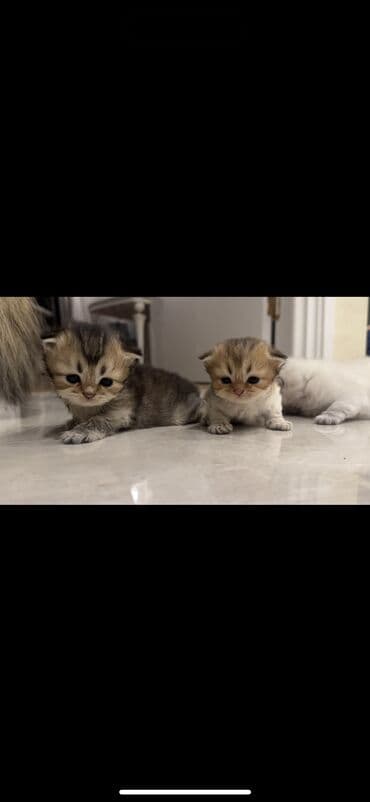 объявления отдам в хорошие руки: Шиншилла, Самец, Самка, В добрые руки, Самовывоз — 1