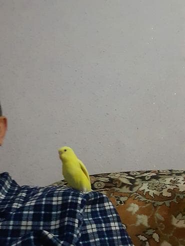 deniz qurdu satisi: Qırmızı göz quş — 4