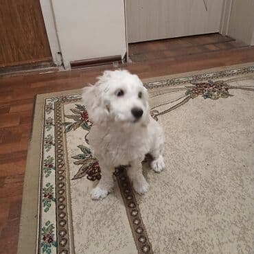 пудель в добрые руки: Мальтийская болонка, 4 месяца, Самка — 2