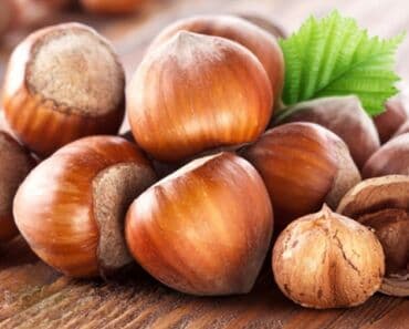 Çöl bitkiləri: Fındıq tingləri – qozalı fındıq (hazelnut) sortu - Açıq köklü — 1