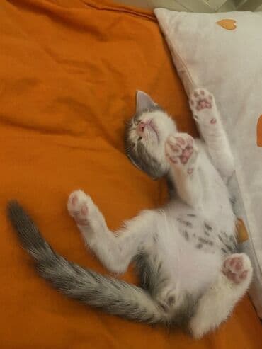 etibarlı əllərə it verilir: Britan, Dişi, Yaxşı əllərə, Ünvandan götürmə — 4