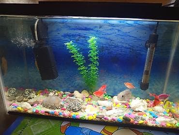 Dördbucaq akvarium, Balıqlarla birlikdə, 30 l, Ünvandan götürmə