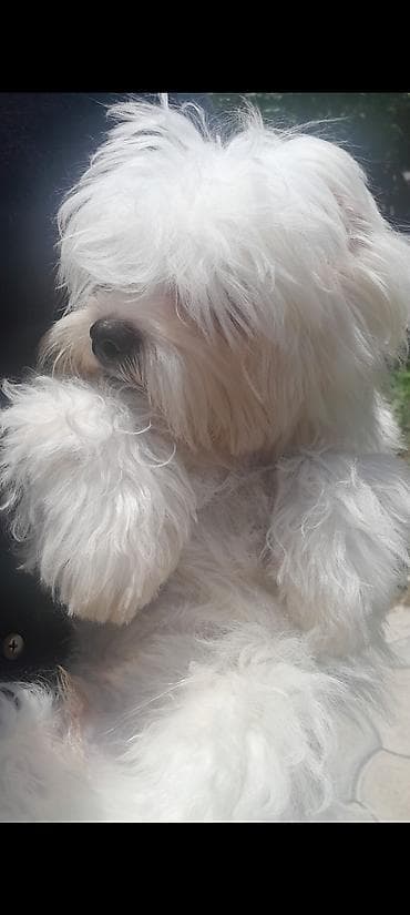 it pitbul: Malta bolonka — 4