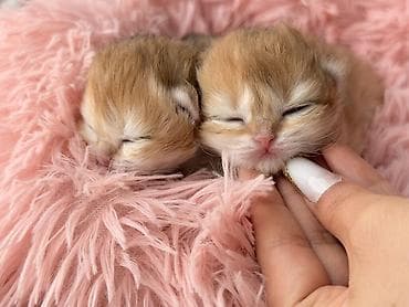 rus pisik adlari: Qızıl şinşilla, Dişi — 1