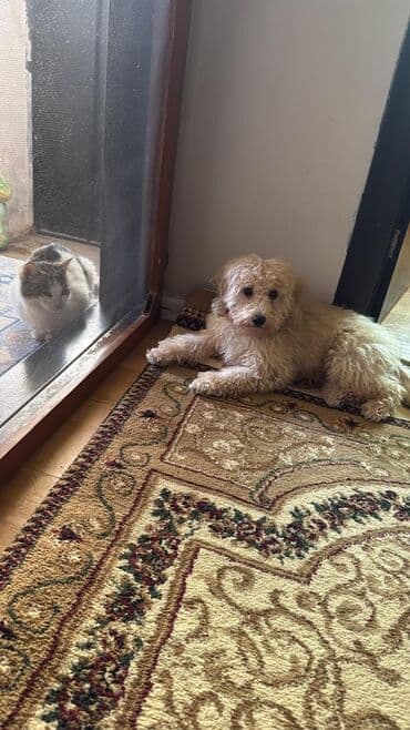 сколько стоит щенок акита ину: Пудель, 8 месяцев, Самка, С родословной, Самовывоз, Бесплатная доставка — 3