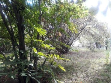 findiq ləpəsi: Fındıq bağı – yetişmiş kollardan ibarət məhsuldar sahə - Yetişmiş — 2