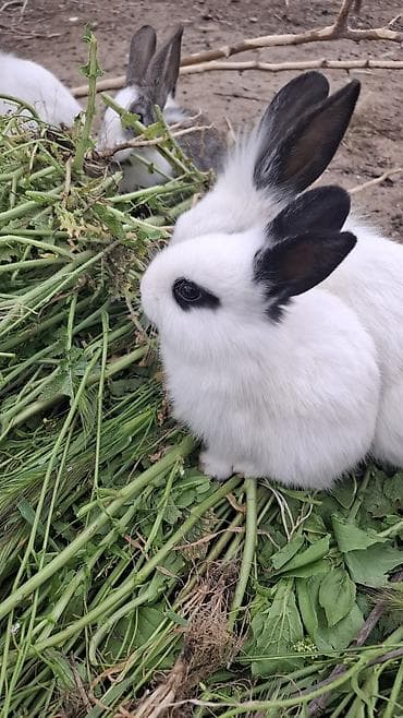 dovşan yemi: Qiymət sondur 1 bala dovsan Dekorativ dovşan balaları - Cins — 2