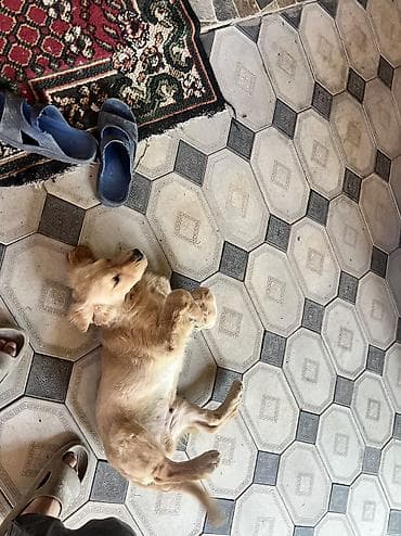 Heyvanlar: Salam qizili temiz qan 3 ayliq erkek golden retriever peyvend — 5
