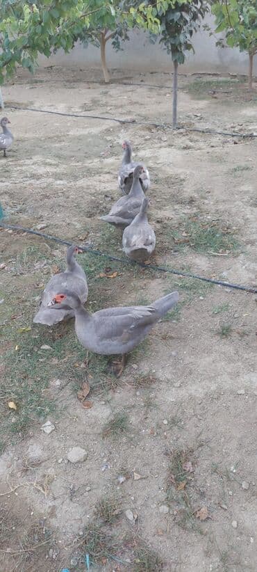 ördək balası və cücə: Muscovy (barbarı) ördəkləri – bala və yeniyetmə yaşda sürü - Rəng — 11