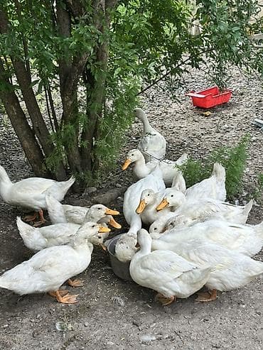 ev saat: Məhsul: Ev şəraitində yetişdirilən ağ ördək və kəsilmiş ördək əti — 3