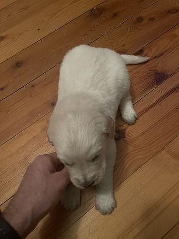 Птицы: Лабрадор-ретривер, 1 месяц, Самец, Платная доставка — 8