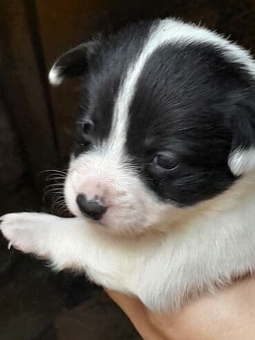 Zvonok, 1 ay, Dişi, Ünvandan götürmə