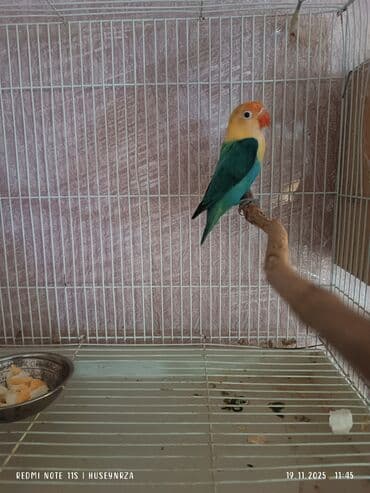 Erkek fişer bala verib cüte hazırdı qiymeti 230 m boş boş yazmayın lalafo.az -da Erkek fişer bala verib cüte hazırdı qiymeti 230 m boş boş yazmayın