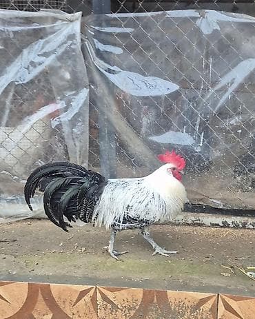 Pişiklər: Salam tam sağlam heyvandı 11 aylıqdı brekel cinsidi — 3