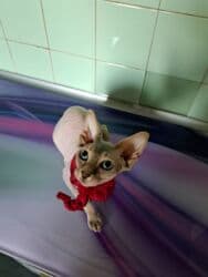 pişik cütləşdirmək: Sfinks, Dişi, Ünvandan götürmə — 1