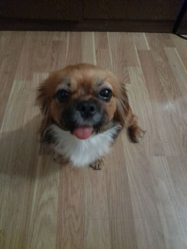 ingilis setter it cinsinin digər adı: 9 ay, Dişi, Ünvandan götürmə — 3