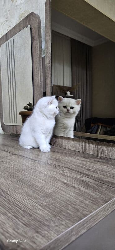 Digər heyvanlar: Şinşilla, Erkək, Yaxşı əllərə, Ünvandan götürmə — 4