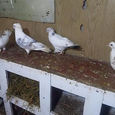 xaski balası: Göyerçinlər balaların biri 5.manatada var hazır cütlərdə var — 5