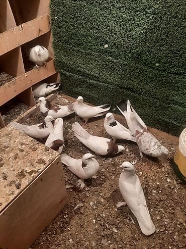 pisik ev: Məhsul: Ev göyərçinləri tecili satilir 6 cutdu bir tek baldir istoyen — 4