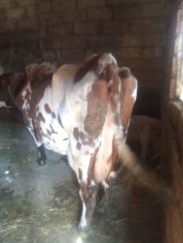 Süd inəyi – al-ala rəngli, buynuzlu, güclü bədən quruluşlu